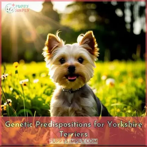 Genetic Predispositions for Yorkshire Terriers