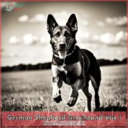 german shepherd greyhound mix 1