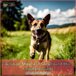 german shepherd greyhound mix