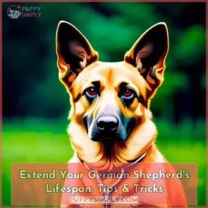 german shepherd lifespan