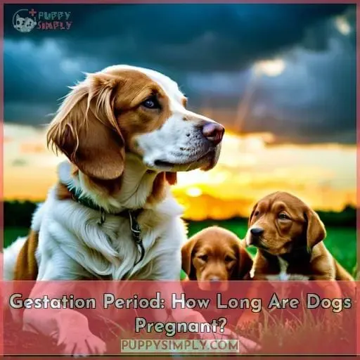 Gestation Period: How Long Are Dogs Pregnant