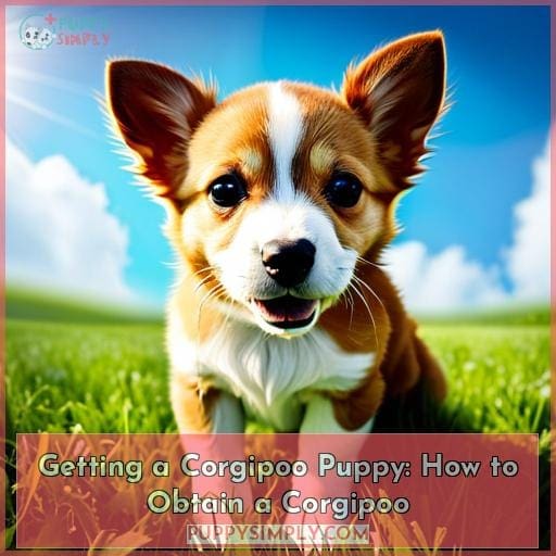 Getting a Corgipoo Puppy: How to Obtain a Corgipoo