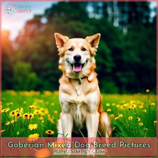 Goberian Mixed Dog Breed Pictures