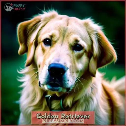 Golden Retriever