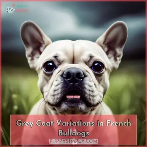 Grey Coat Variations in French Bulldogs