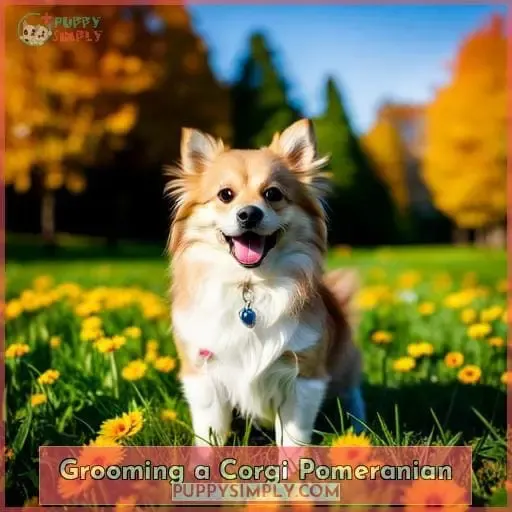 Grooming a Corgi Pomeranian