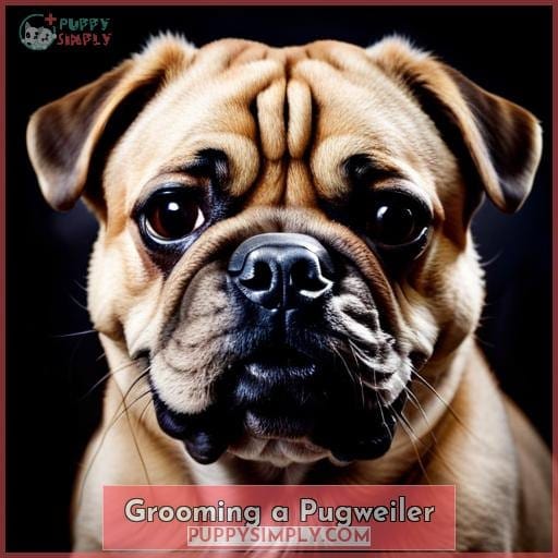 Grooming a Pugweiler Grooming a Pugweiler