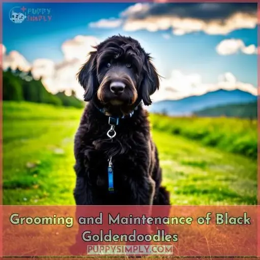 Grooming and Maintenance of Black Goldendoodles