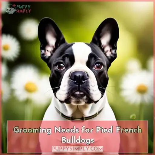 Grooming Needs for Pied French Bulldogs