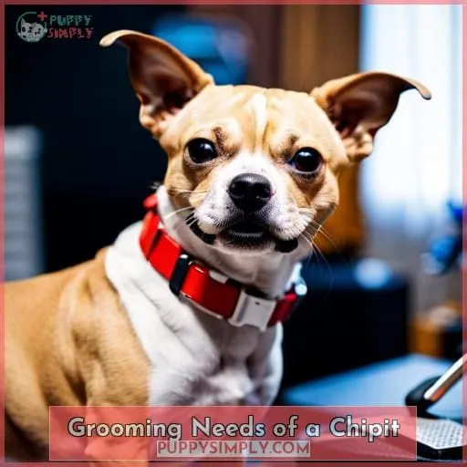 Grooming Needs of a Chipit