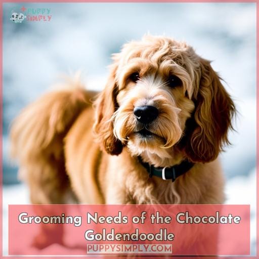 Grooming Needs of the Chocolate Goldendoodle