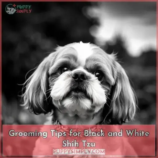 Grooming Tips for Black and White Shih Tzu