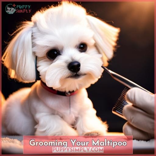 Grooming Your Maltipoo