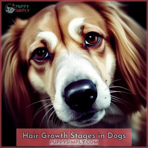 Hair Growth Stages in Dogs