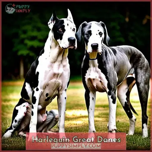 Harlequin Great Danes