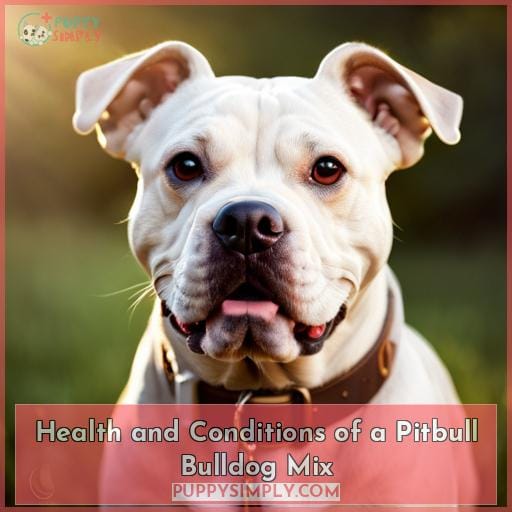 Health and Conditions of a Pitbull Bulldog Mix