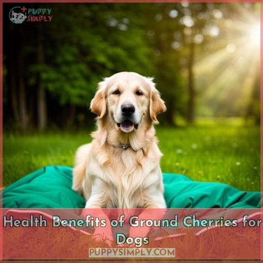 Can Dogs Eat Ground Cherries? Health Risks & Benefits Explained