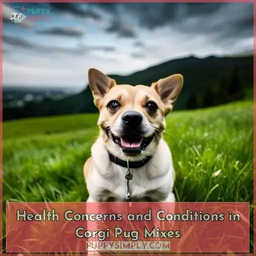 Health Concerns and Conditions in Corgi Pug Mixes