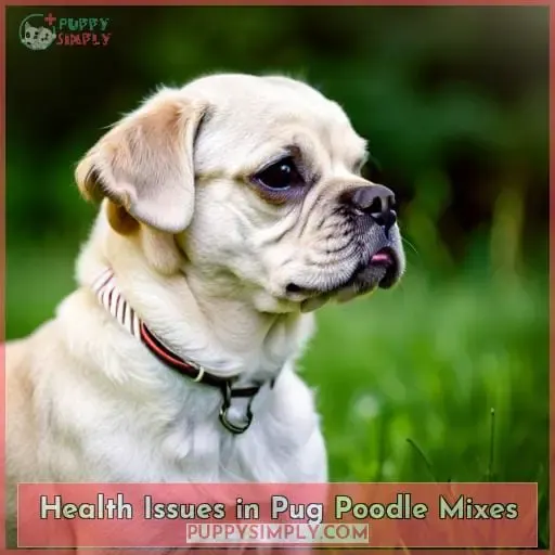 Health Issues in Pug Poodle Mixes