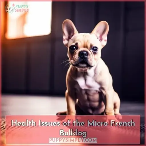 Health Issues of the Micro French Bulldog