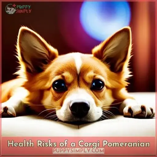 Health Risks of a Corgi Pomeranian