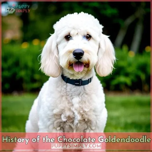 History of the Chocolate Goldendoodle