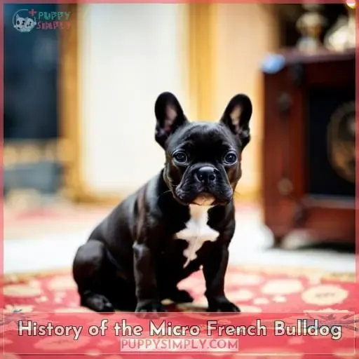 History of the Micro French Bulldog