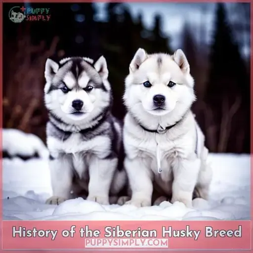 History of the Siberian Husky Breed