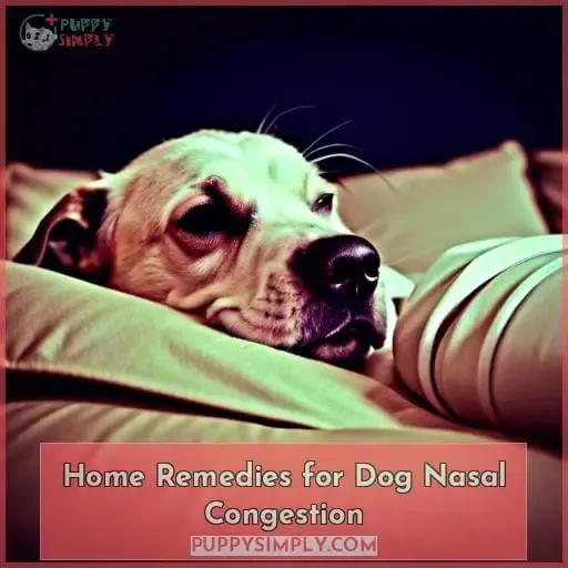 Home Remedies for Dog Nasal Congestion