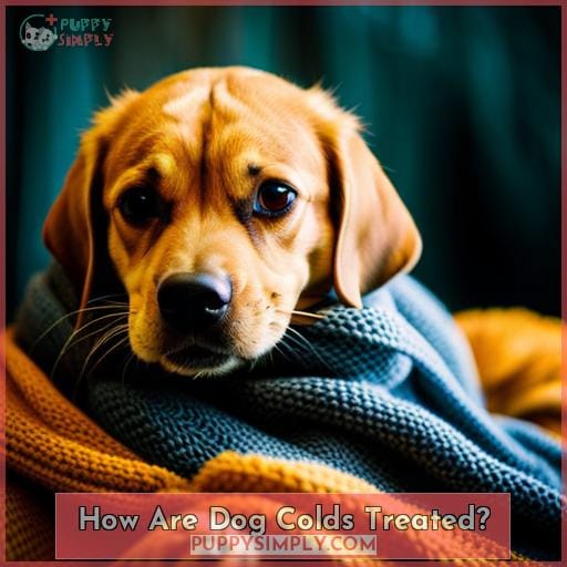 How Are Dog Colds Treated?