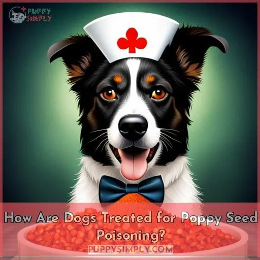 How Are Dogs Treated for Poppy Seed Poisoning?