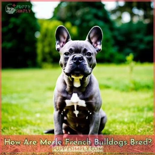 How Are Merle French Bulldogs Bred?