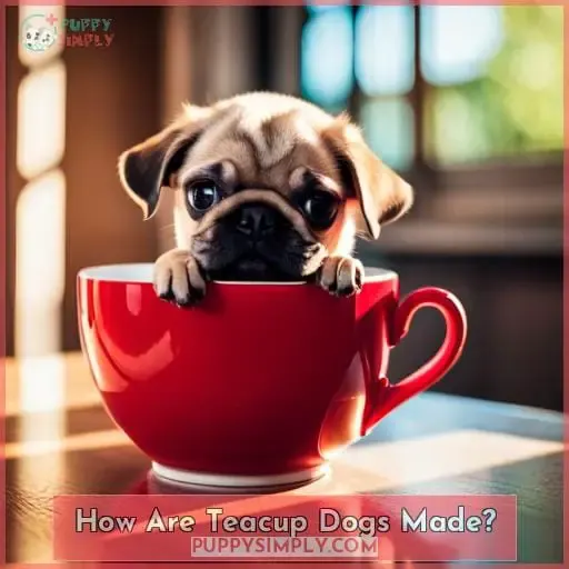 How Are Teacup Dogs Made
