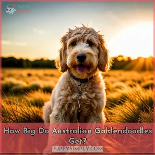 How Big Do Australian Goldendoodles Get?