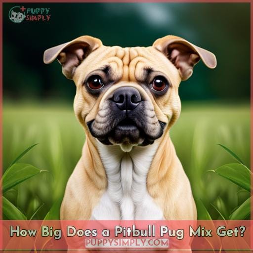 How Big Does a Pitbull Pug Mix Get