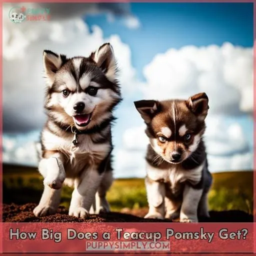 How Big Does a Teacup Pomsky Get