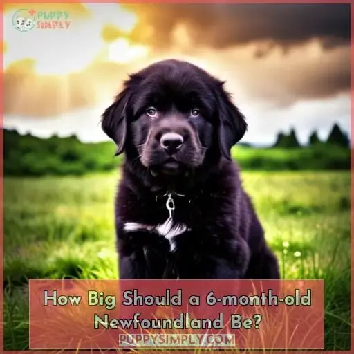 when should i neuter my newfoundland