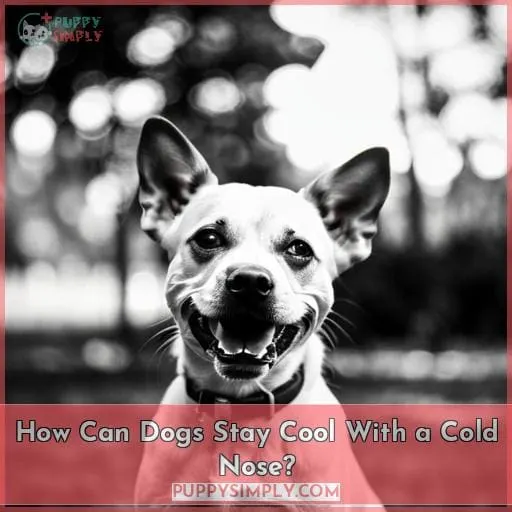 How Can Dogs Stay Cool With a Cold Nose?