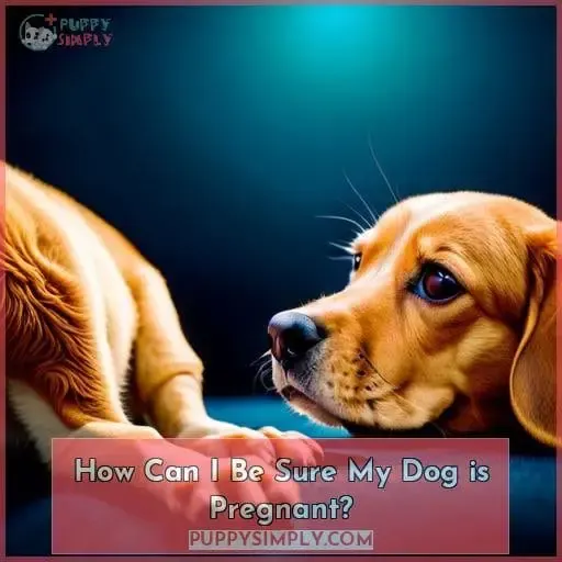 How Can I Be Sure My Dog is Pregnant?