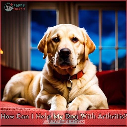 Help Your Dog With Arthritis 9 Home Remedies