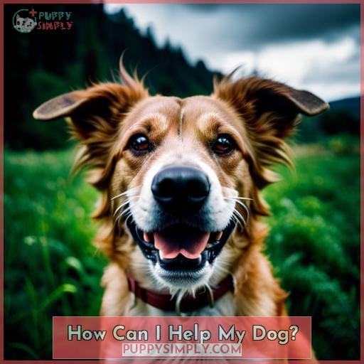 How Can I Help My Dog?
