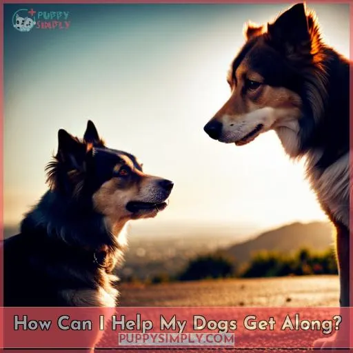 How Can I Help My Dogs Get Along?