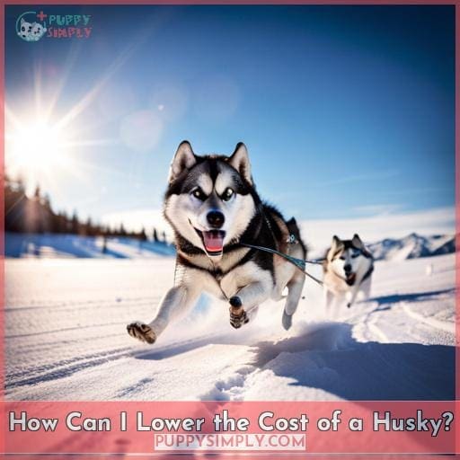 How Can I Lower the Cost of a Husky?