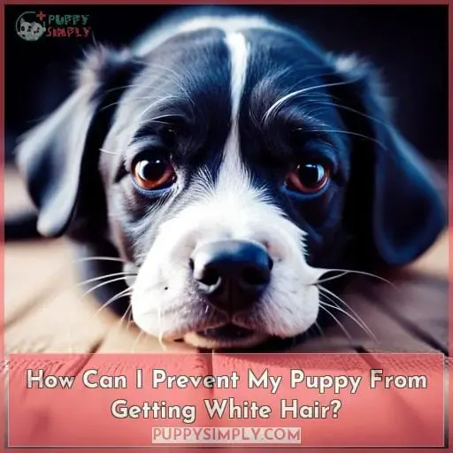How Can I Prevent My Puppy From Getting White Hair?