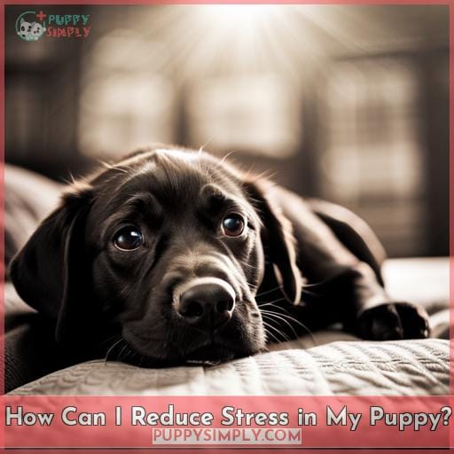 How Can I Reduce Stress in My Puppy?