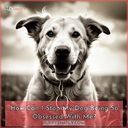 why-is-my-dog-obsessed-with-me-7-reasons-solutions