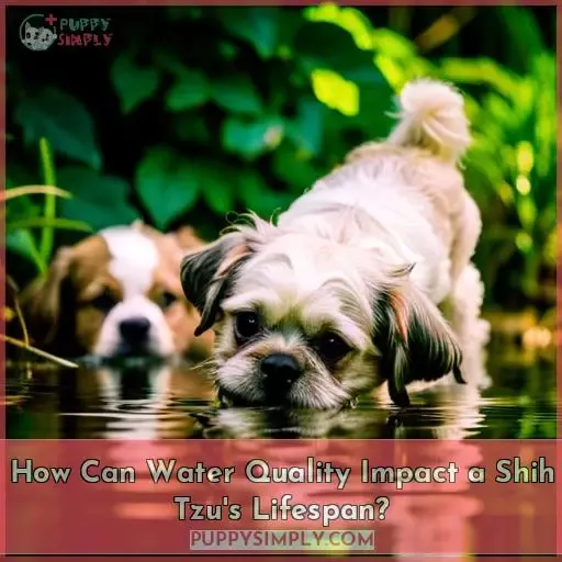 How Can Water Quality Impact a Shih Tzu