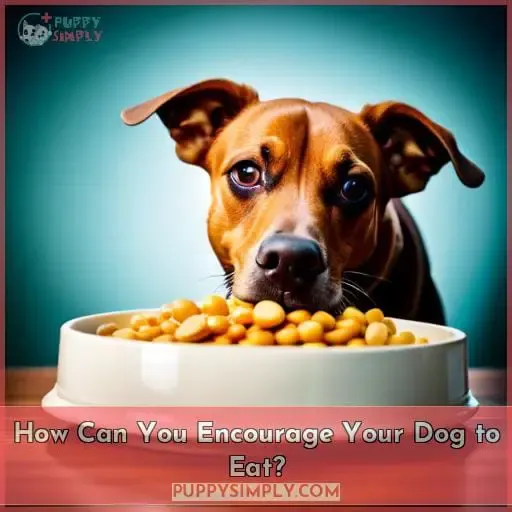 How Can You Encourage Your Dog to Eat?