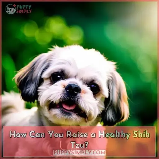 How Can You Raise a Healthy Shih Tzu?