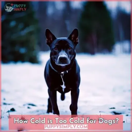 How Cold is Too Cold for Dogs?